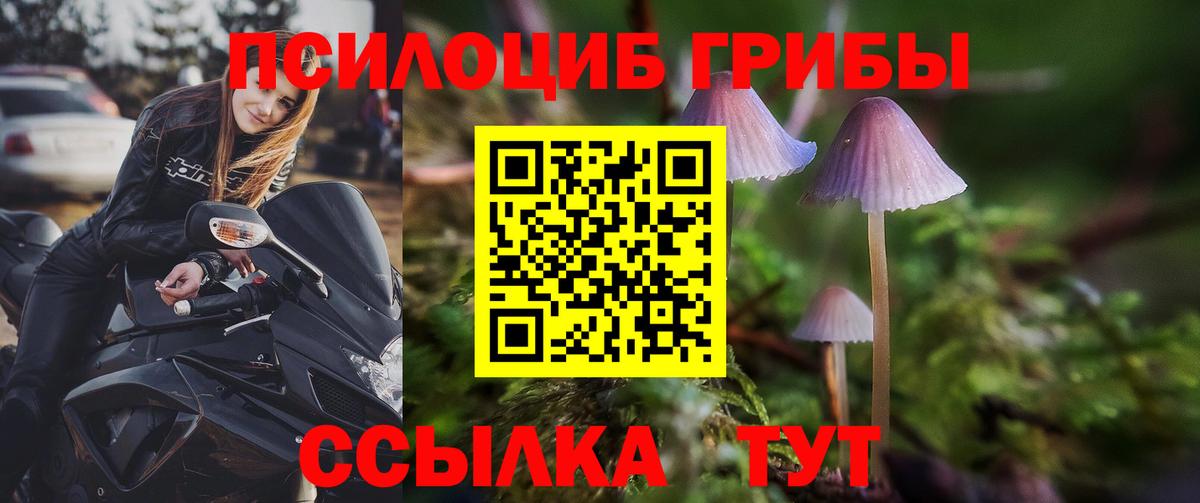 Галлюциногенные грибы Psilocybe Кизилюрт